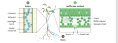 <p>Water is absorbed by osmosis via root hair cells (which are adapted to maximise osmosis by having thin walls and a large surface area)</p><p>Transpiration, the evaporation of water from leaves via the stomata, creates a low pressure at the top of the xylem</p><p>Remaining water pulled up against xylem by adhesion</p><p>Creates tension due to cohesion of water molecules</p><p>Water molecules are pulled upwards towards the leaves in a transpiration stream</p>