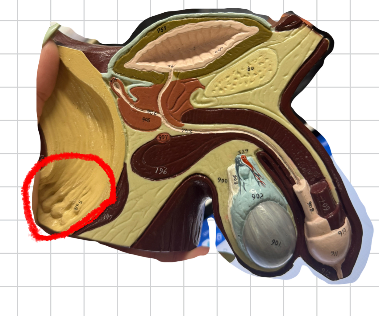 term image