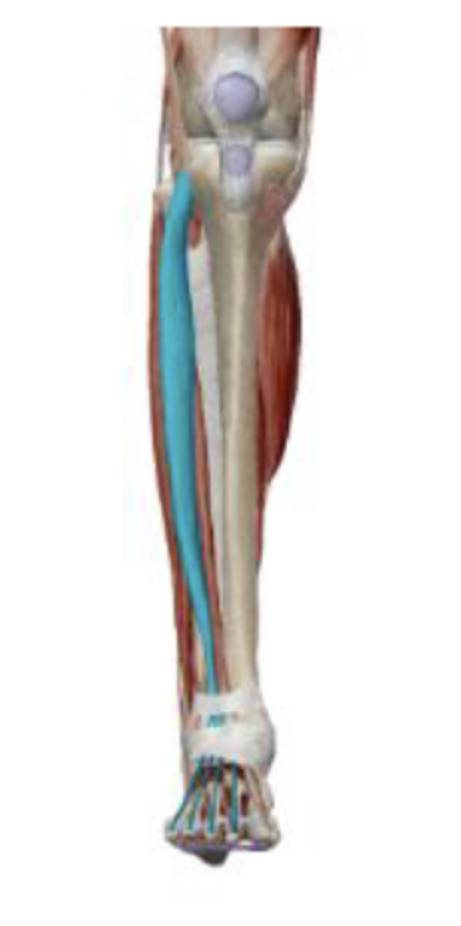 <p>What is the muscle name, its origin, its insertion, its action, and its innervation?</p>