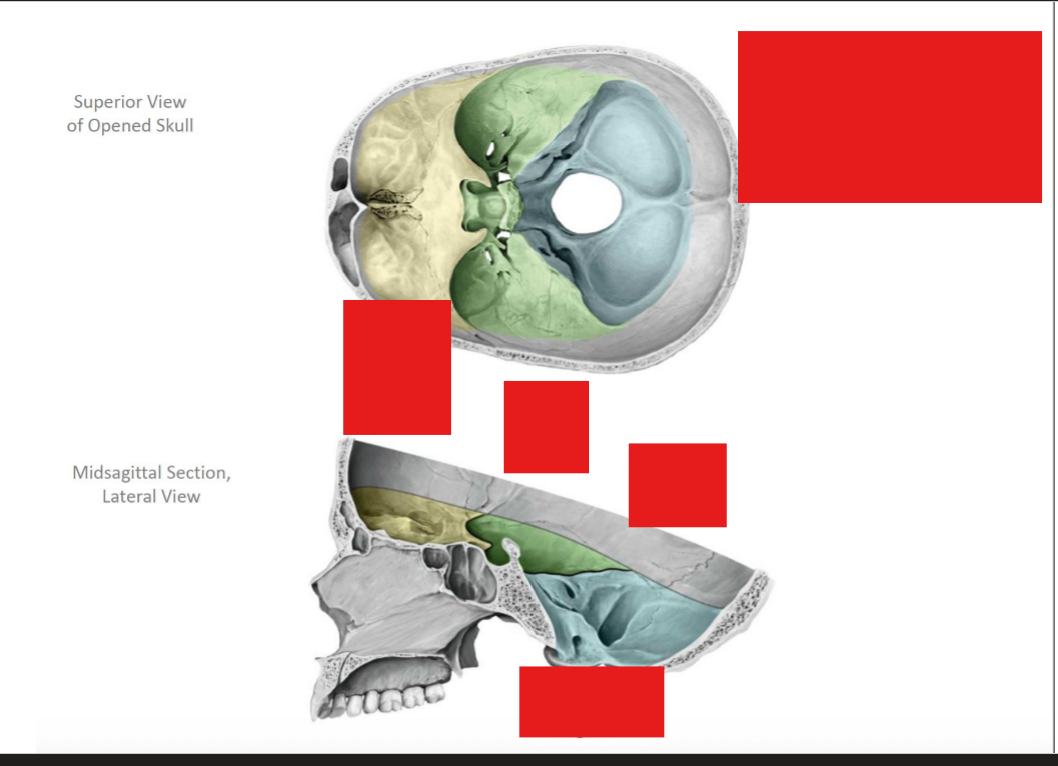<p>How many fossae are in the skull</p>