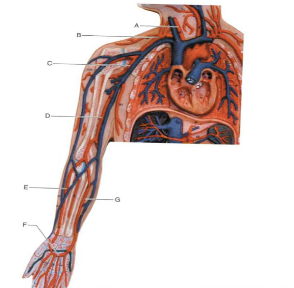 <p>Identify the structure indicated by B</p>