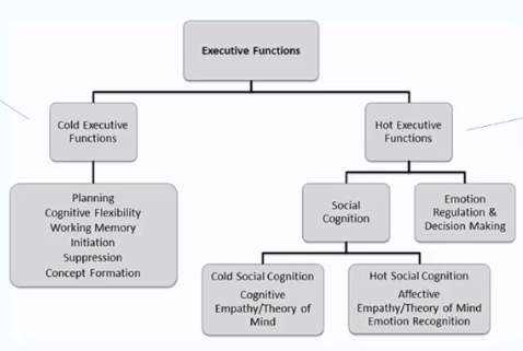 <p>‘Hot’ and ‘Cold’ - emotion/social and cognitive/planning</p>