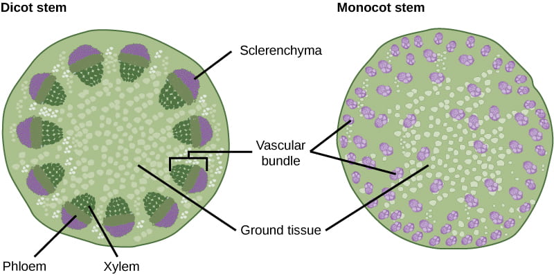 <p>type of vascular tissue</p><p>transports products of photosynthesis (sugar) throughout plant</p><p>alive at maturity</p>