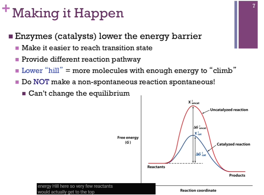 <p>Xdoubledaggercat, our intermediate, has a lower free energy and is far less unstable than Xdoubledaggeruncat => AKA Xdoubledaggercat is more STABLE than Xdoubledaggeruncat => (with catalyst) more molecules can get to the top of the hill and make it to products; deltaGdoubledaggercat is much less than deltaGdoubledaggeruncat. </p><p>Enzymes (catalysts) only change deltaGdoubledagger! Make deltaGdoubledagger lower!</p><p>Catalysts do NOT change the equilibrium; catalysts only make it more likely that the reactants will form the products; catalysts lower the energy hill. </p>