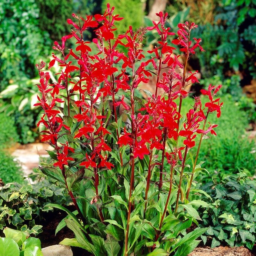 <p><em>Lobelia cardinalis </em>height</p>