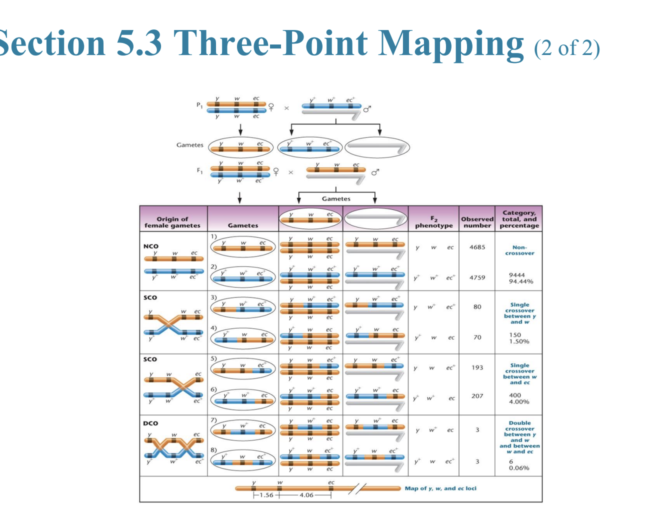 <p>– Parent must be heterozygous for all three genes under consideration</p><p>– Phenotypic class must reflect genotype of gametes of parents</p><p>– Sufficient number of offspring must be produced for representative sample</p>