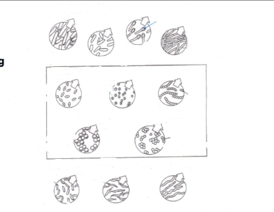 <p>benoem de vom en de soort vorm die de bacteriën op de afbeelding hebben</p>