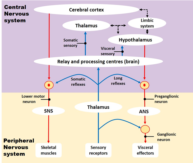 Conscious, subconscious, and reflexive levels.