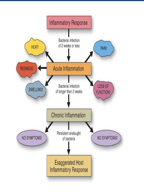 <p>chronic inflammation</p>