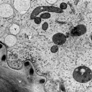 <p>Explain the cytoplasm</p>