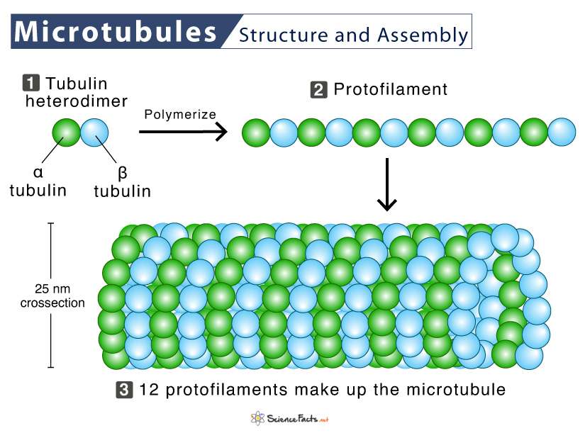 <p>The largest cytoskeletal fibers; they help maintain cell shape, move materials within the cell, and form structures involved in cell division.</p>