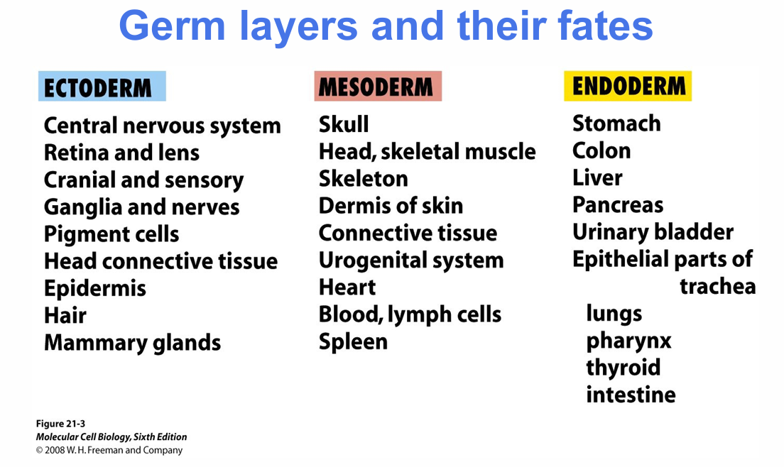 <p>What are the major mesoderm-derived tissues listed in the lecture?</p>