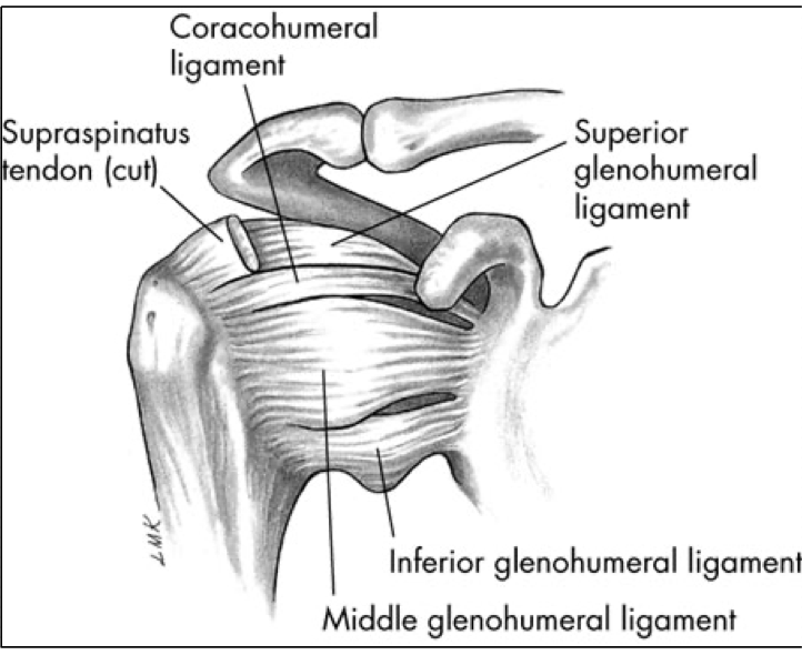 <p>Static Stability </p><p>Anterior and inferior translation most common due to bony structure </p><p>Middle and Inferior GH ligament - not tested </p>