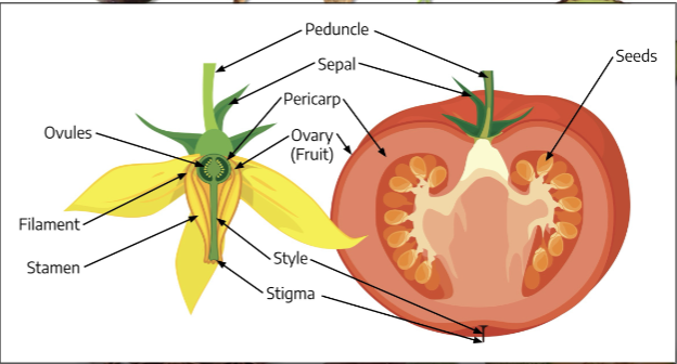 <p>Fruit: Form and Function </p>