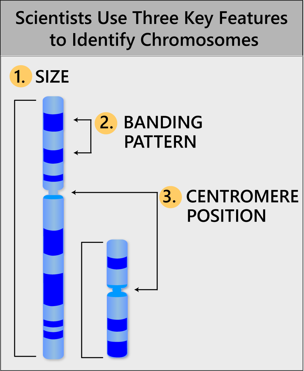 <ol><li><p>Size </p></li><li><p>Banding pattern </p></li><li><p>Centromere positon (4 types) </p></li></ol><p></p>