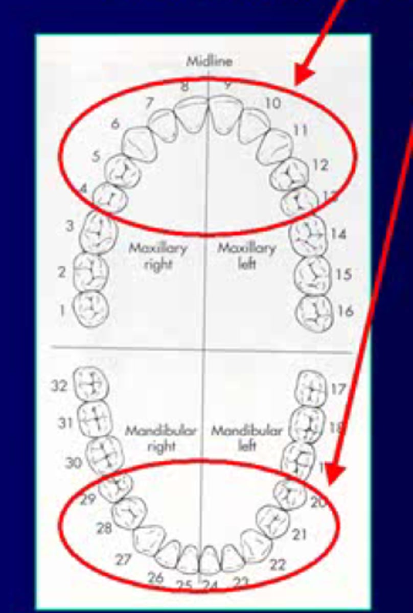 <p>Premolars: succedaneous or non-succedaneous</p>