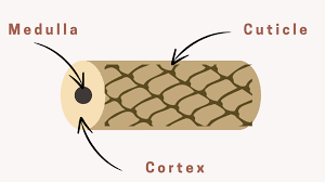 <ol><li><p>Medulla (innermost layer) <span>The medulla is the central core of the hair, often described as a disorganized region that is not present in all hair types.</span></p></li><li><p>Cortex (middle layer) <span>The cortex is the largest component, making up about 75-90% of the hair fiber mass and responsible for its mechanical properties.</span></p></li><li><p><span>Cuticle (outermost layer) The cuticle is a protective, transparent layer composed of 5 to 10 overlapping layers of dead, scale-like cells, similar to tiles on a roof.</span></p></li></ol><p></p>
