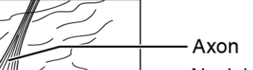 <p>Axon</p>