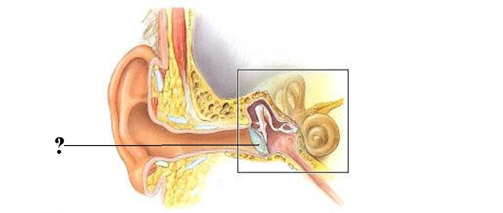 <p>Identify the indicated structure</p>