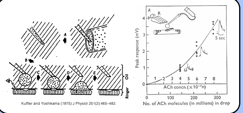 <p><span style="font-family: "Helvetica Light";">&nbsp;- in the mid 1970s Steven Kuffler’s group determined that about 7000 acetylcholine molecules were required to mimic a mEPP by applying water droplets filled with known concentrations of acetylcholine to muscle fibers.</span></p>