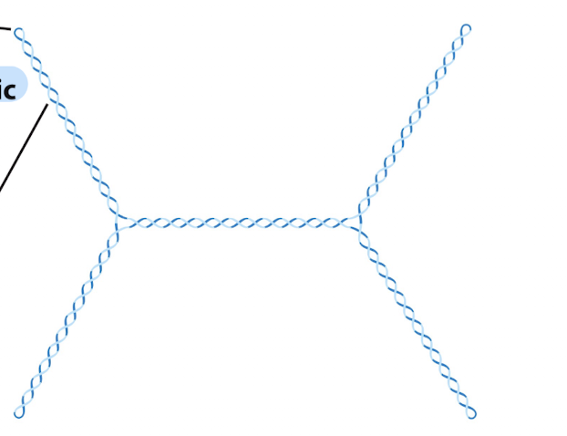 <p>this is an example of what kind of supercoiling and it is MORE or LESS compact? </p>