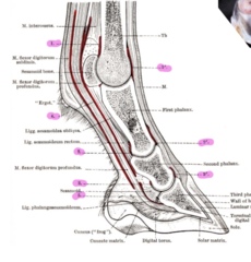 <p>What are these joint spaces?</p>