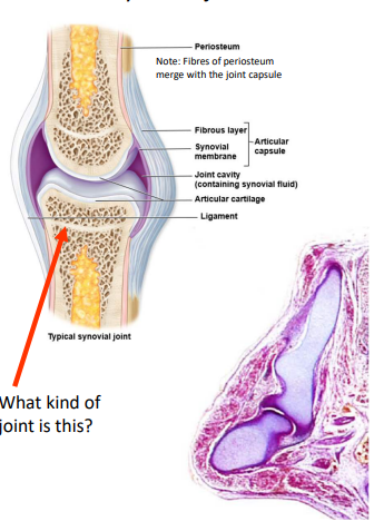 <p>Synovial Joint</p>
