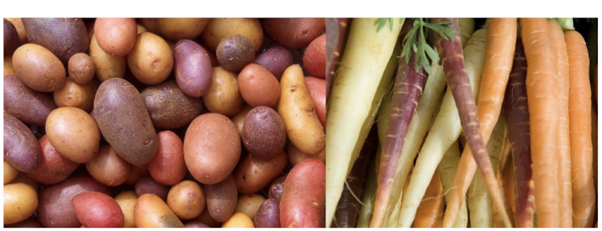 <p>= anchor plant in ground + obtain water and nutrients + storage </p><ul><li><p>usually unpigmented </p></li></ul><p>BUT, mutant strains of potatoes &amp; carrots make carotenoids &amp; anthocyanins </p><p></p>