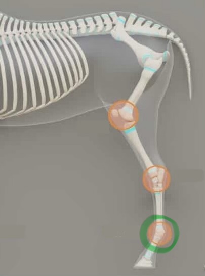 <p>metacarpophalangeal joint (knuckle)</p>