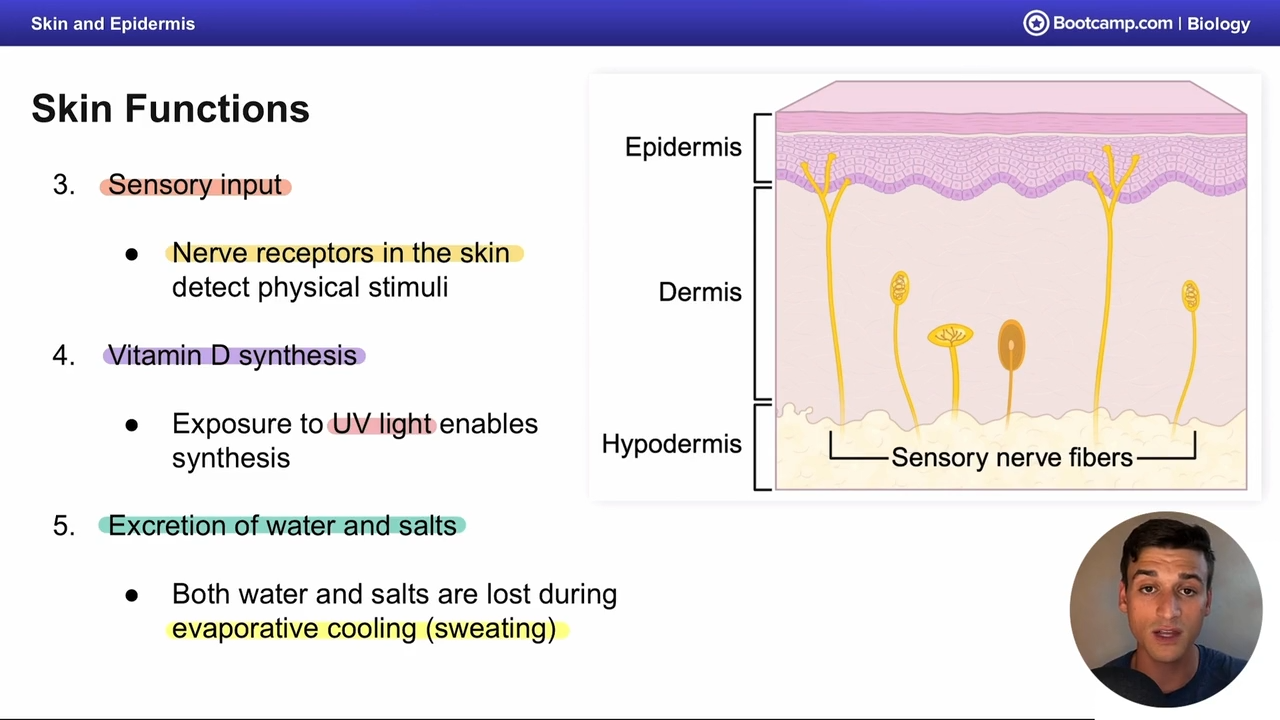 <p>Via evaporative cooling (sweating) </p>