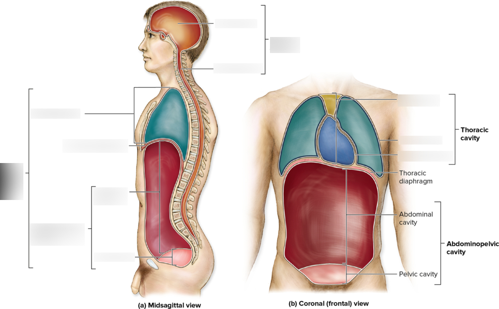 <ol><li><p>Thoracic Cavity</p></li><li><p>Abdominal Cavity</p></li><li><p>Pelvic Cavity</p></li><li><p>Abdominopelvic Cavity</p></li><li><p>Diaphragm</p></li></ol><p></p>