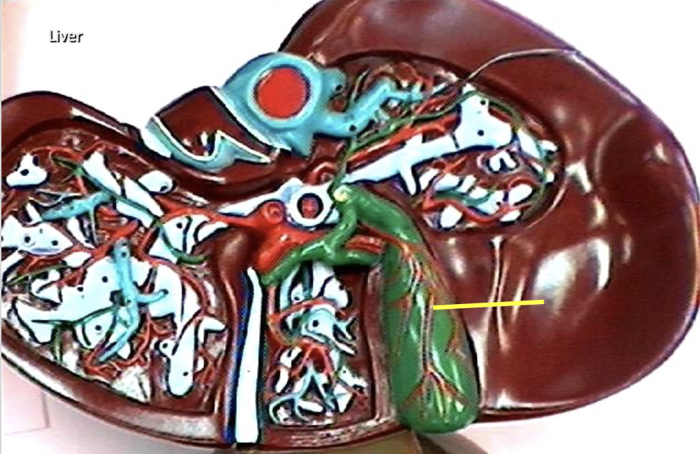 <p>Identify the organ.</p>