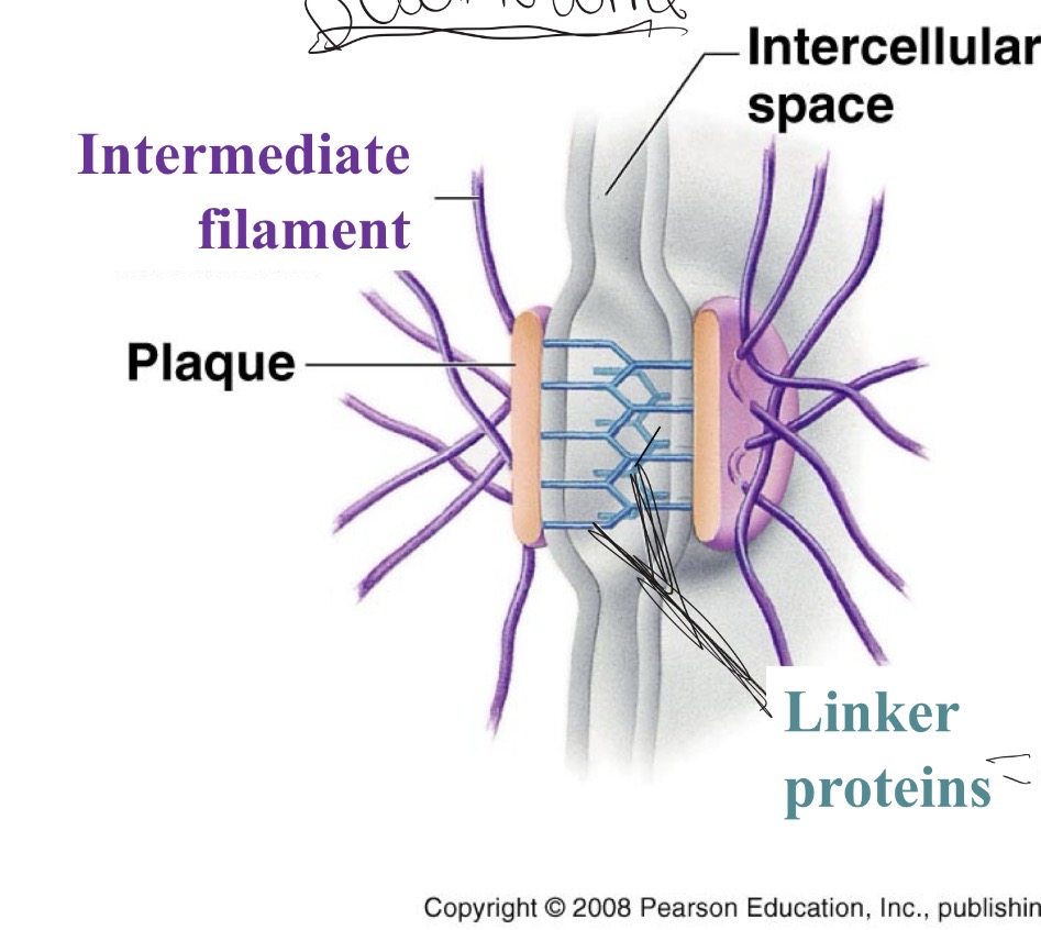 <p>Link/connect with other linker proteins between cells (intercellular ) to connect adjacent cells</p>