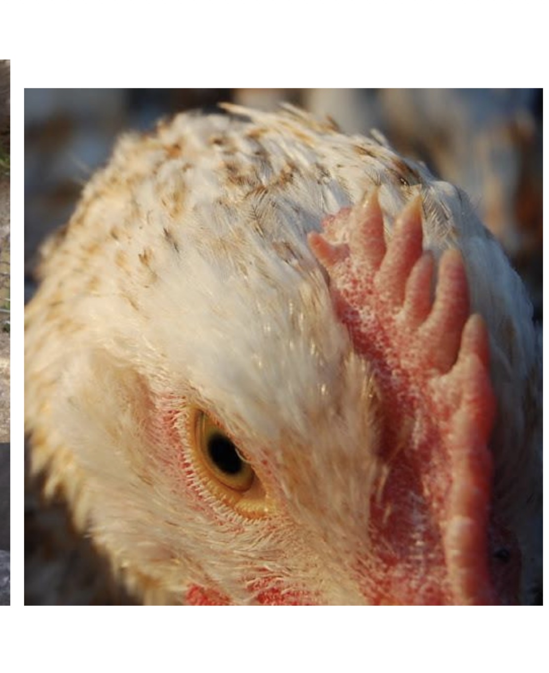 <p>A pointed growth on the side of a single comb structure.</p>