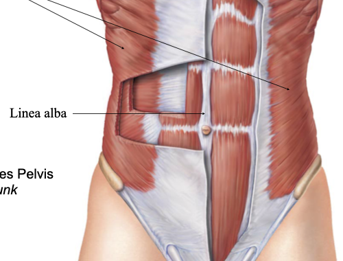<p>externa olbique</p>