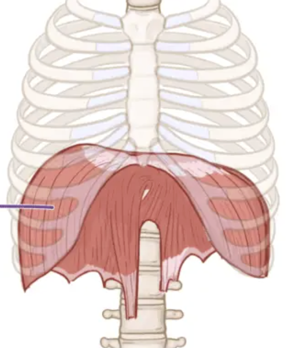 <p>Diaphragm </p>