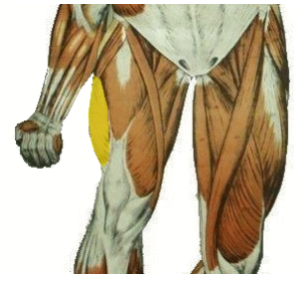 <p>What is the highlighted muscle? what is its innervation?</p>