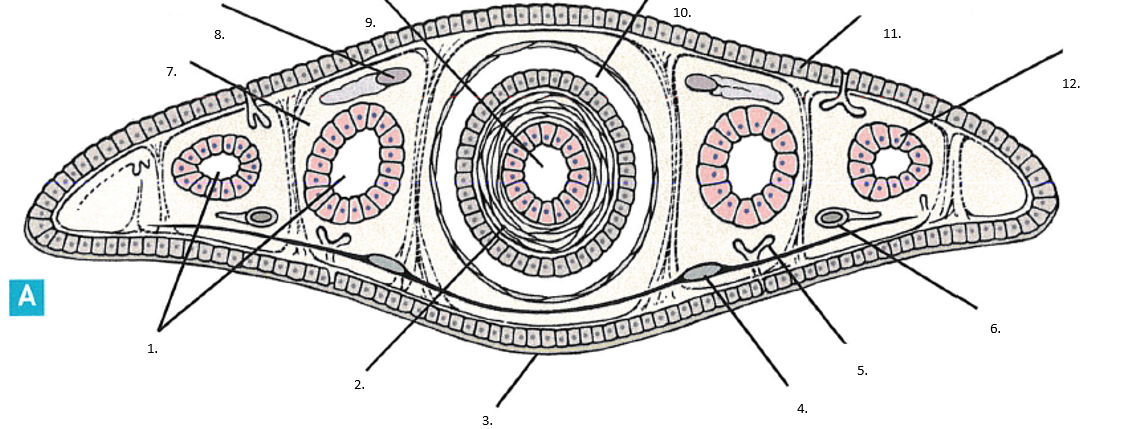 <p>Phylum, Class, Genus, Name</p>