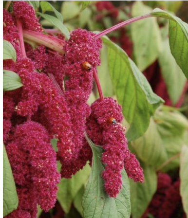 <p>What plant is in the genus Amaranthus, and has an unidentified toxin that causes nephrotoxicity? Death can occur due to secondary hyperkalemia, and it also involves nitrate toxicosis due to nitrate accumulation. Signs include weakness, trembling, ataxia, recumbency, flaccid paralysis, increased urination, coma, and death. There will be increased BUN and potassium in serum. There will be renal tubular epithelial necrosis, and dilated proximal tubules with proteinaceous material.</p>