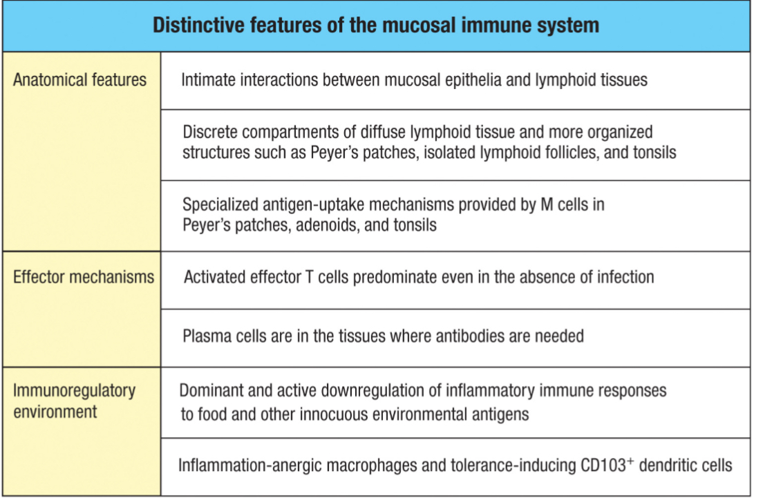 <p>Know the table titled ‘Distinctive features of the mucosal immune system</p>