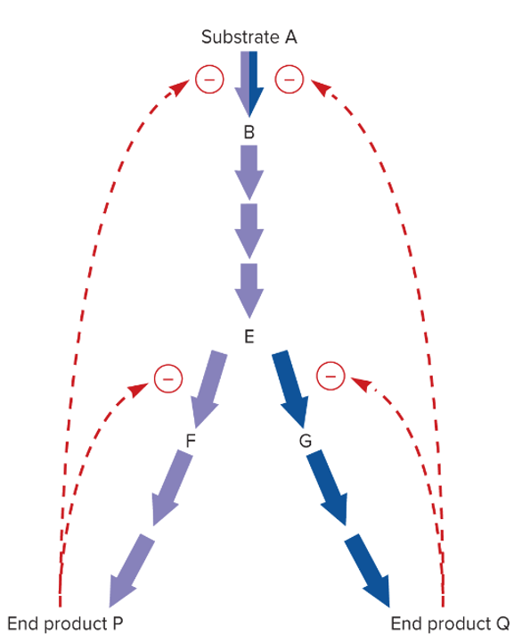 <p>end-product: single end product inhibits first enzyme in biosynthetic pathway</p><p>feedback: multiple end products each inhibit different enzyme in branched pathway</p>