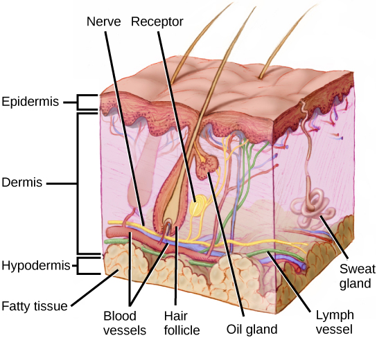 <ul><li><p>general sensory receptor</p></li><li><p>senses high-frequency vibratory stimuli and deep pressure</p></li><li><p>onion shape</p></li></ul><p></p>