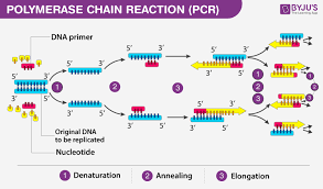 <ul><li><p>DNA replication is performed by a complex of enzymes (DNA poly 3, primase, SSB, helicase, etc.), proceeds from origin of replication</p></li><li><p>DNA amplification usually targets a specific gene/region of DNA and uses PCR, using heat stabilized taq-polymerases . uses heatcycling to denature, and help anneal and extend</p></li><li><p>replication occurs within a cell, amplifying occurs in a lab (in vitro)</p></li><li><p>replication results in two identical daughter DNA molecules, each containing one original strand and one new strand</p></li><li><p>amplification results in millions of copies of a specific DNA fragment</p></li></ul><p></p>