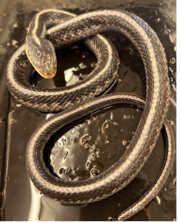 <p>What species is this</p>