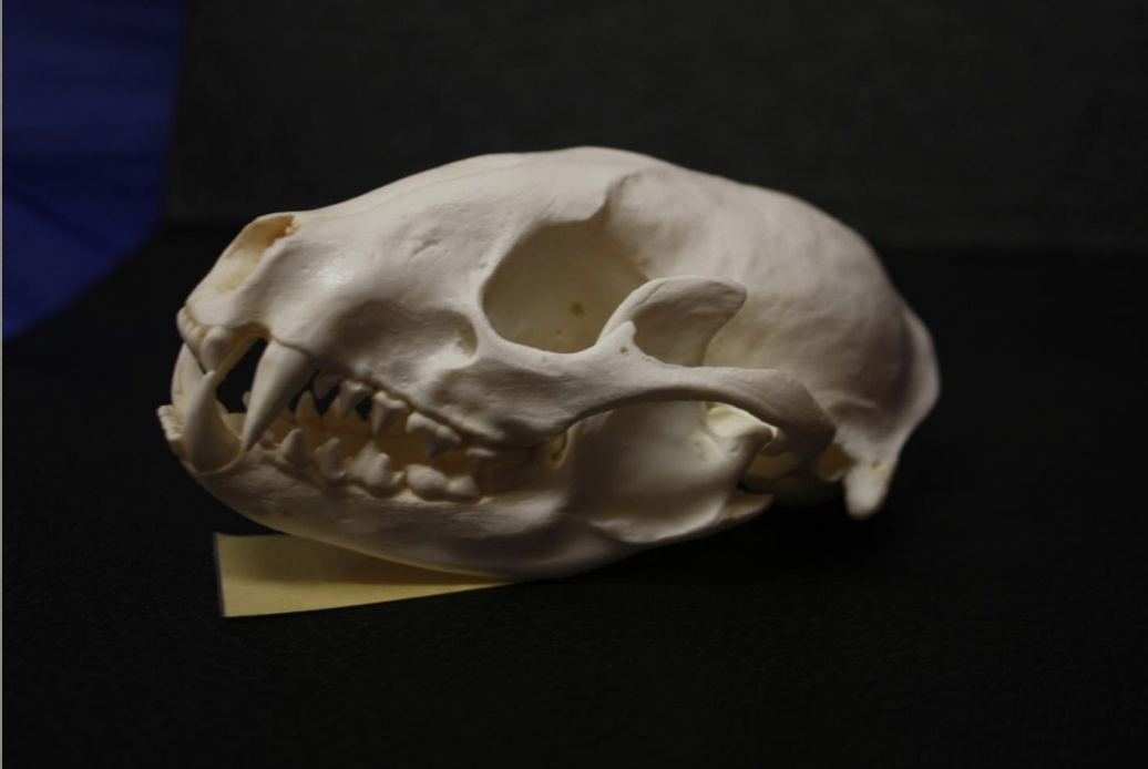 <p>Identify this skull</p>