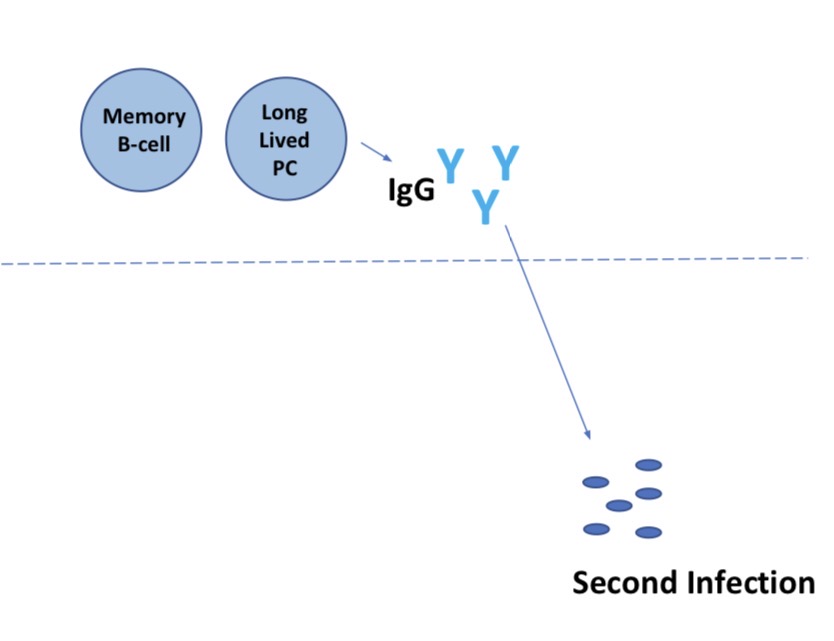 <p>LLPC make IgG</p>