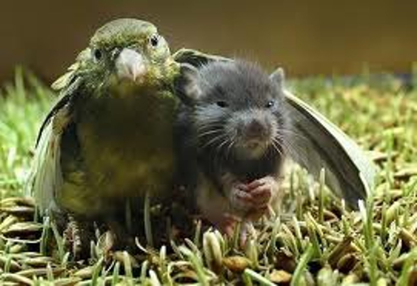 <p>Unselfish regard for the welfare of others.</p>