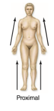 <p>proximal</p>