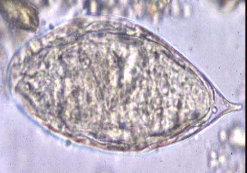 <p>Name, specimen</p>