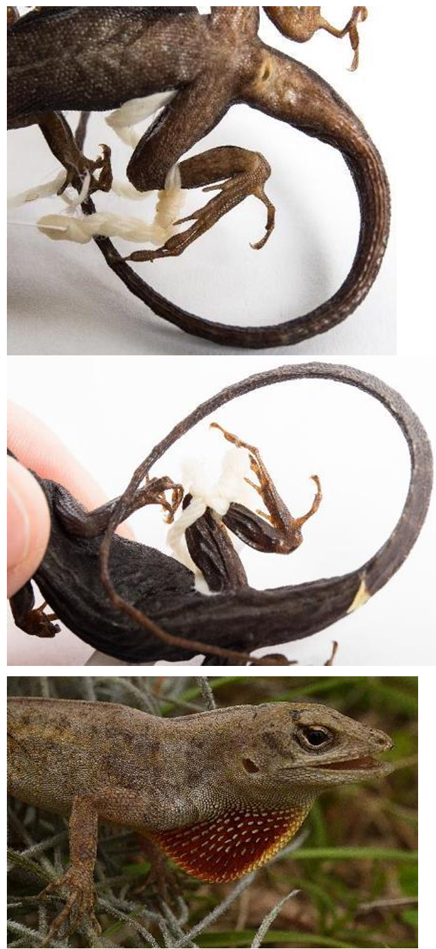 <p>Brown Anole* family & family name</p>